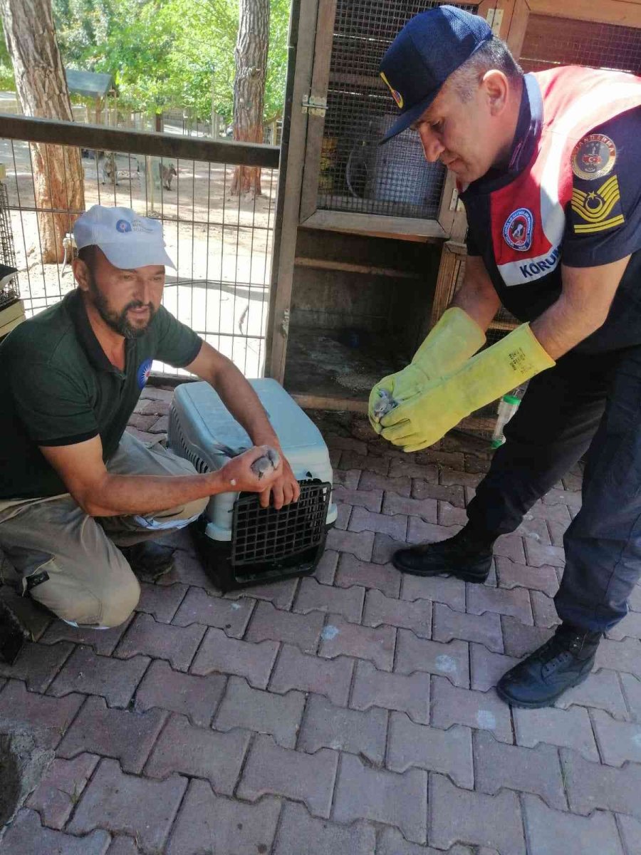Yavru Kumrulara Jandarmadan Yardım Eli