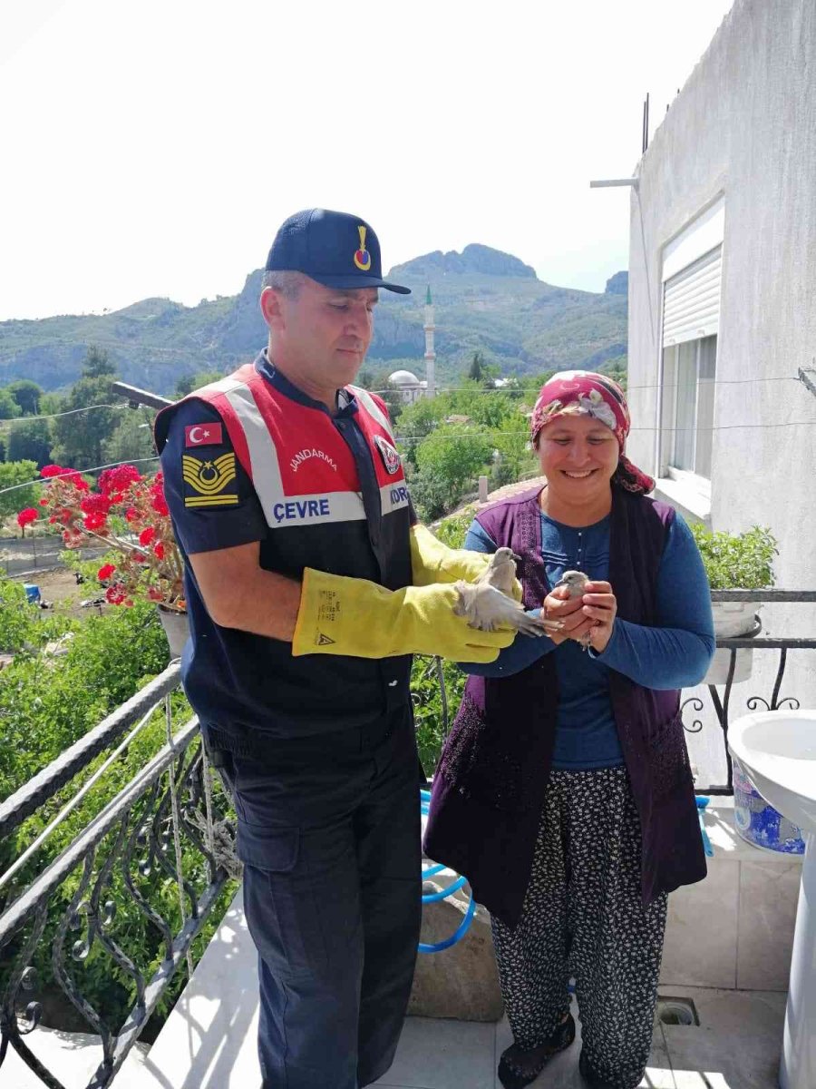 Yavru Kumrulara Jandarmadan Yardım Eli