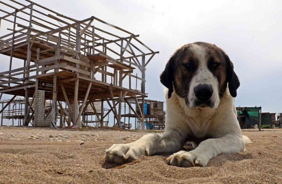 5 Yıldızlı Otellere Komşu Denize Sıfır Çardaklarda Yıkım Sessizliği
