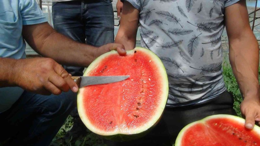 Yaz Aylarının Sevilen Meyvesi Karpuzda Geç Hasat Dönemi Başladı