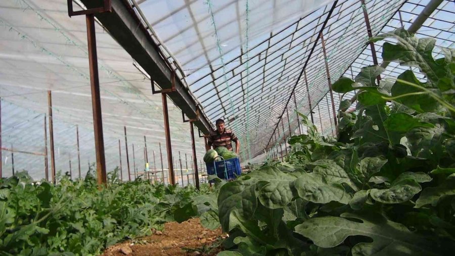 Yaz Aylarının Sevilen Meyvesi Karpuzda Geç Hasat Dönemi Başladı