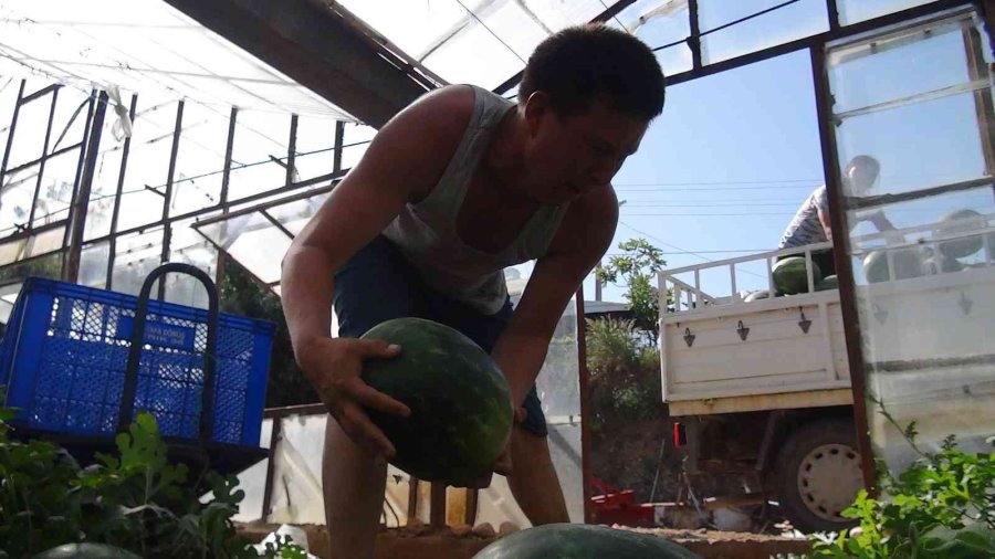 Yaz Aylarının Sevilen Meyvesi Karpuzda Geç Hasat Dönemi Başladı