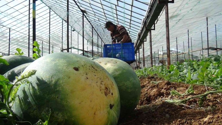 Yaz Aylarının Sevilen Meyvesi Karpuzda Geç Hasat Dönemi Başladı