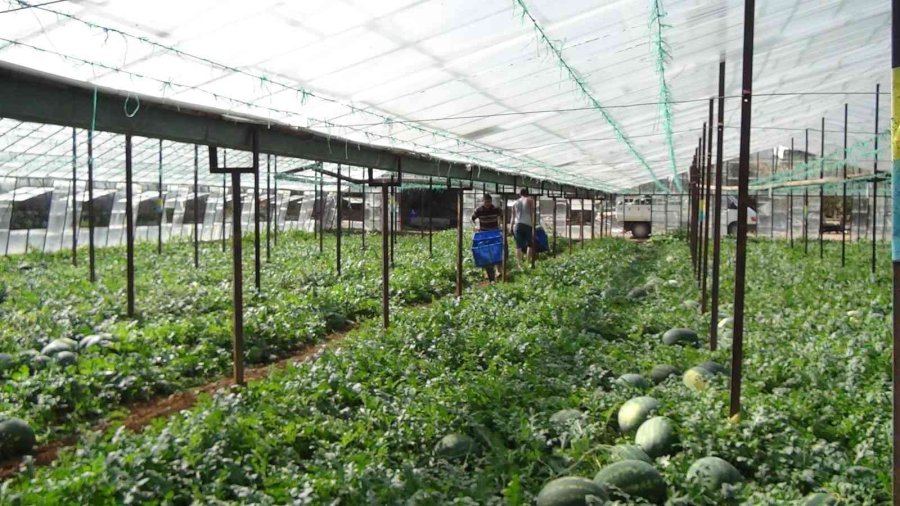 Yaz Aylarının Sevilen Meyvesi Karpuzda Geç Hasat Dönemi Başladı