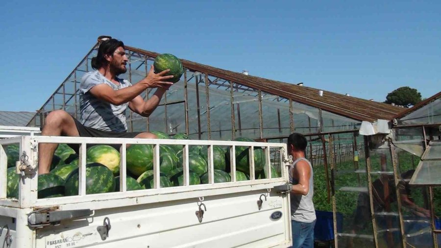 Yaz Aylarının Sevilen Meyvesi Karpuzda Geç Hasat Dönemi Başladı