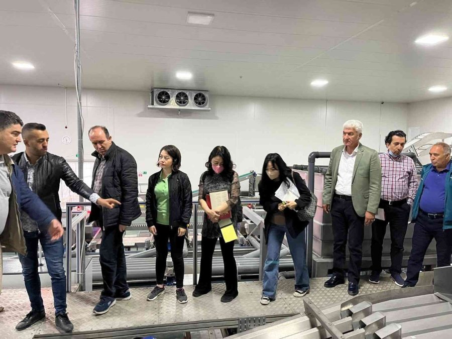 Baib’den Güney Kore’ye Kiraz İhracatı Çalışmaları