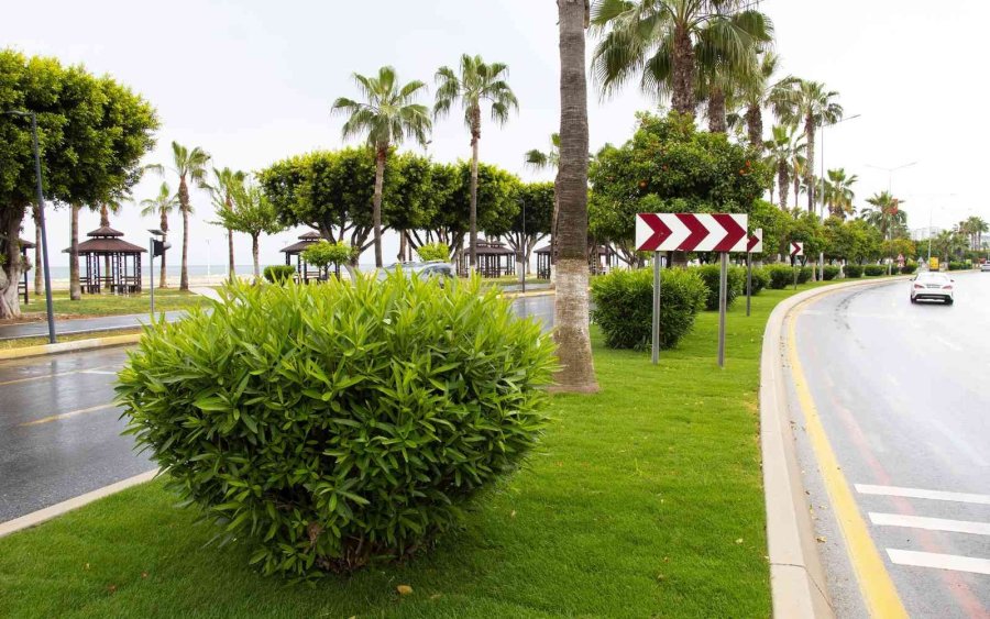 Adnan Menderes Bulvarındaki Refüje Rulo Çim Seriliyor