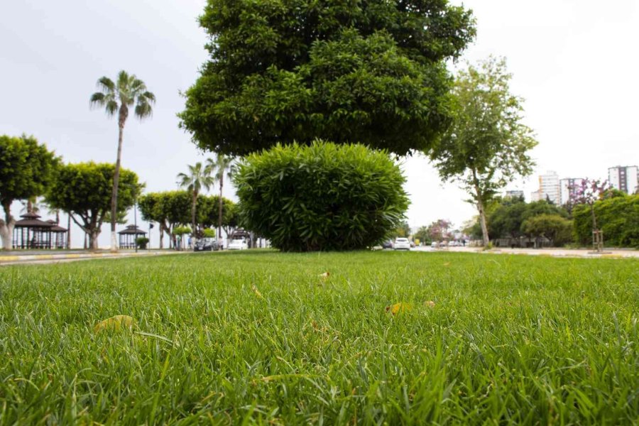 Adnan Menderes Bulvarındaki Refüje Rulo Çim Seriliyor