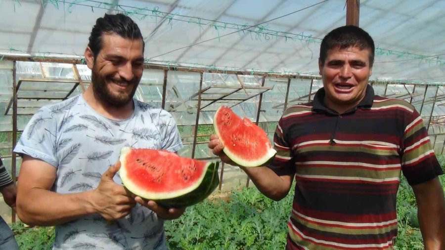 Yaz Aylarının Sevilen Meyvesi Karpuzda Geç Hasat Dönemi Başladı