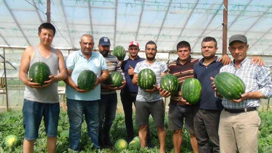 Yaz Aylarının Sevilen Meyvesi Karpuzda Geç Hasat Dönemi Başladı