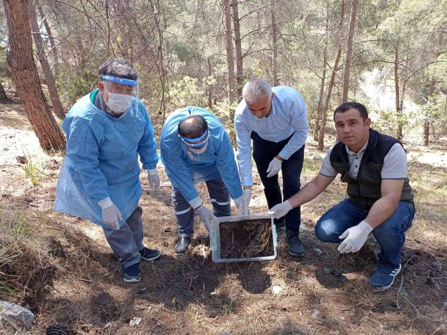 Kumluca’da Zararlı Böceklere Karşı 7 Bin 200 Adet Yararlı Böcek Doğaya Bırakıldı