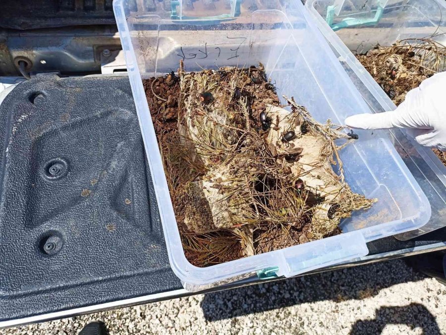 Kumluca’da Zararlı Böceklere Karşı 7 Bin 200 Adet Yararlı Böcek Doğaya Bırakıldı