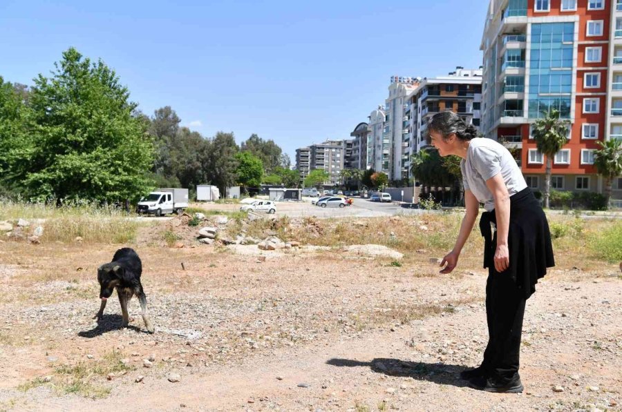 Dere Yatağında Mahsur Kalan Köpekleri Konyaaltı Belediyesi Kurtardı