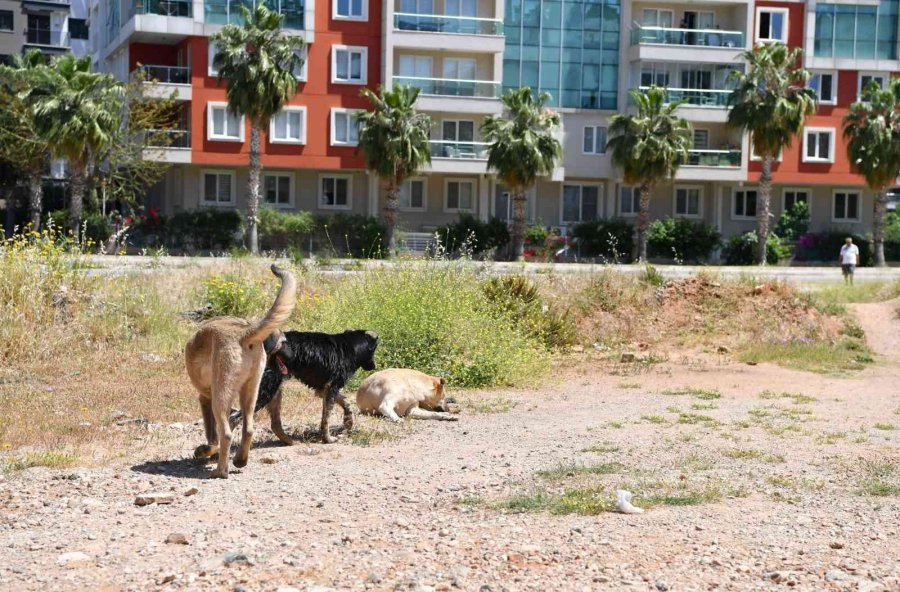 Dere Yatağında Mahsur Kalan Köpekleri Konyaaltı Belediyesi Kurtardı