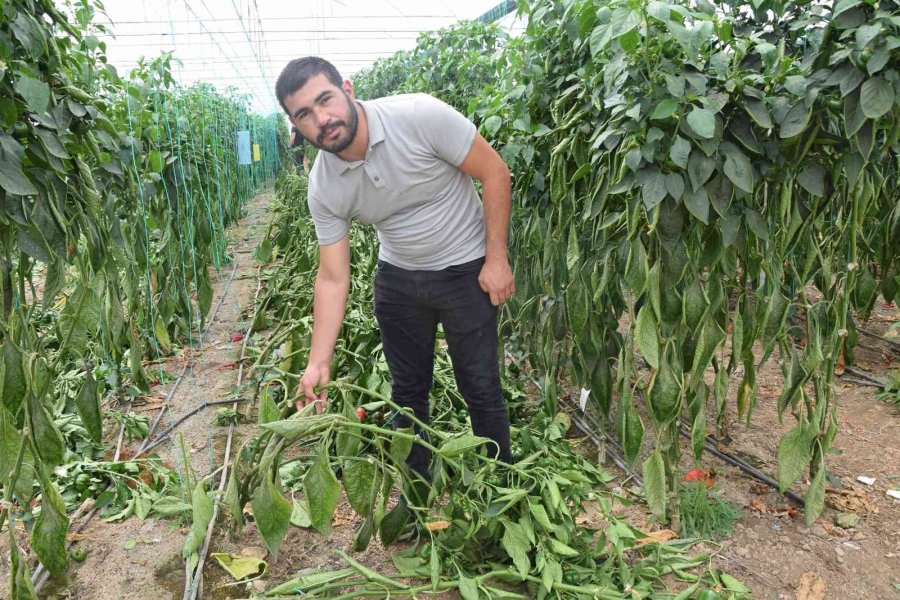 Antalya’da Kaliforniya Biberi Sezonu Sona Erdi