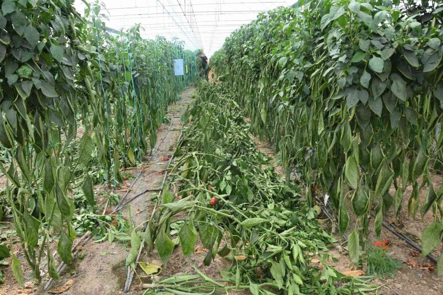 Antalya’da Kaliforniya Biberi Sezonu Sona Erdi