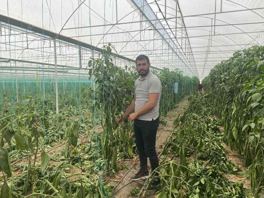 Antalya’da Kaliforniya Biberi Sezonu Sona Erdi