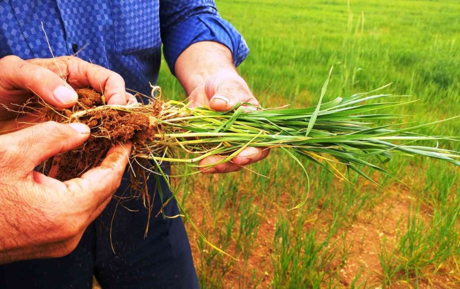 Konya Ovasında Çiftçilerin Gözü Son Yağışlarda