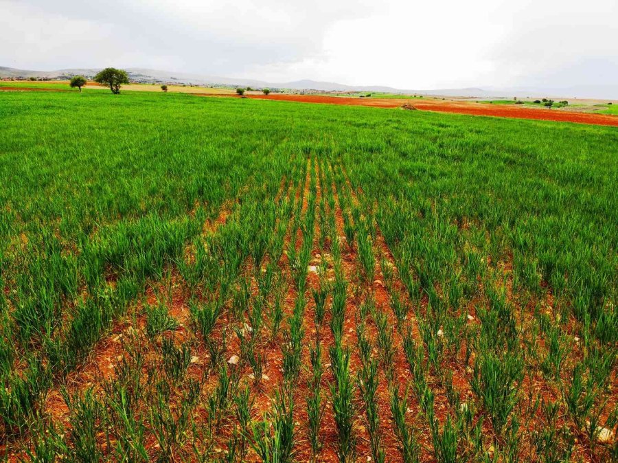 Konya Ovasında Çiftçilerin Gözü Son Yağışlarda