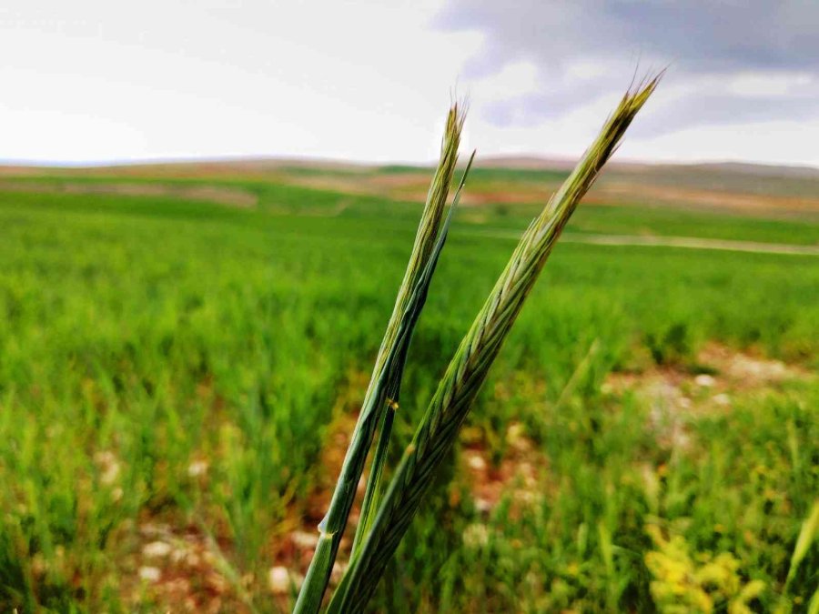 Konya Ovasında Çiftçilerin Gözü Son Yağışlarda