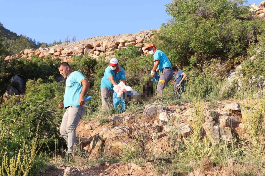 Antalya’da İki Sokak Köpeği Ölü Bulundu
