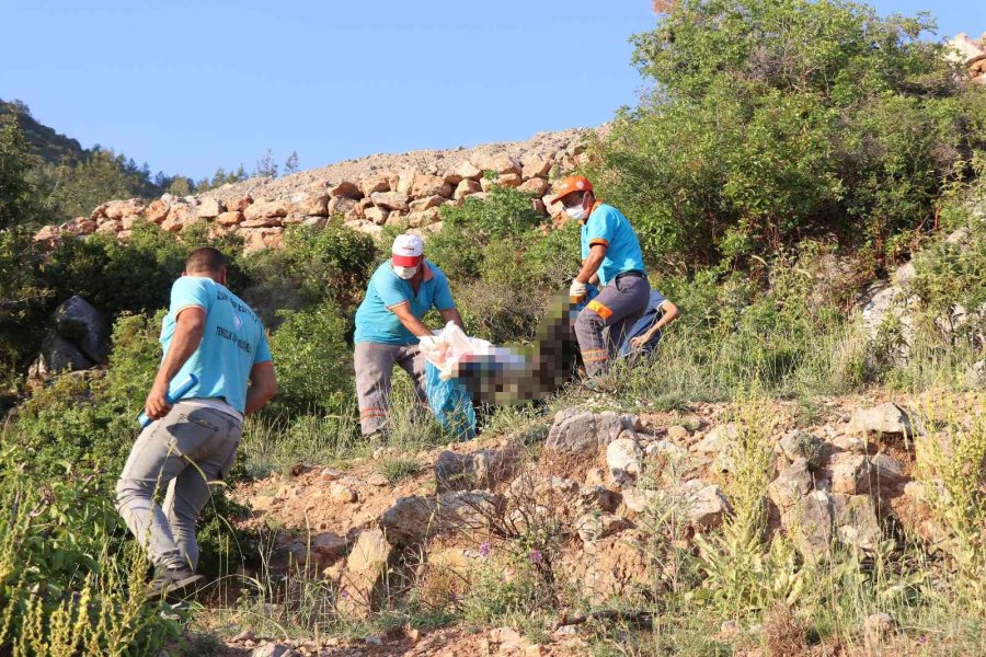 Antalya’da İki Sokak Köpeği Ölü Bulundu
