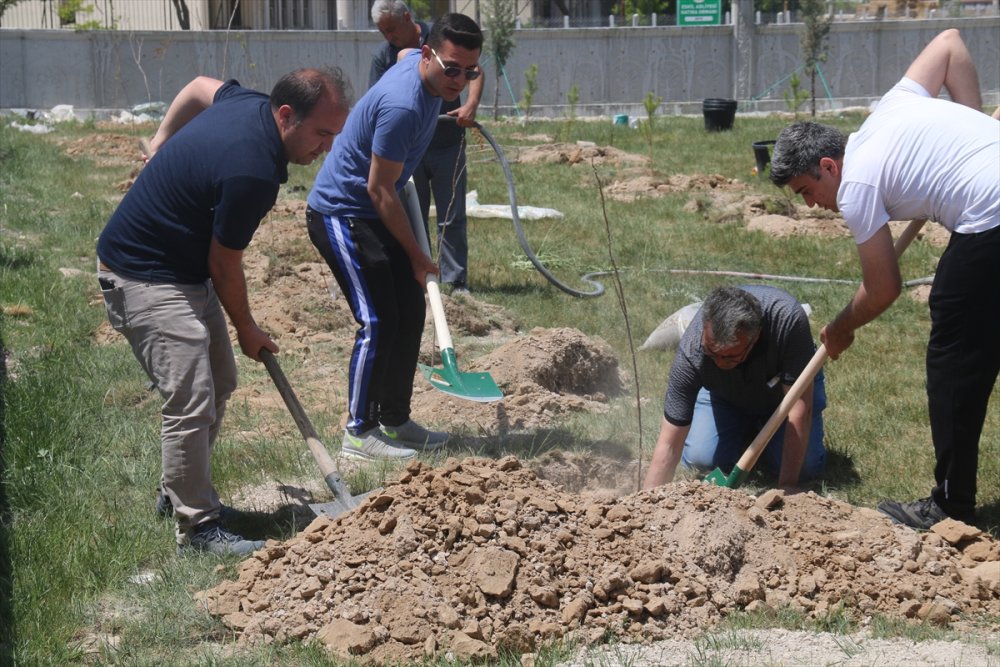 Eskil Adalet Sarayı Bahçesine Ağaç Dikildi