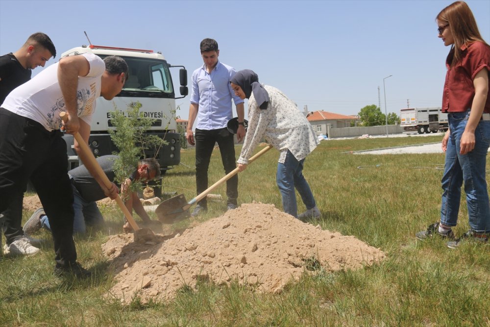 Eskil Adalet Sarayı Bahçesine Ağaç Dikildi