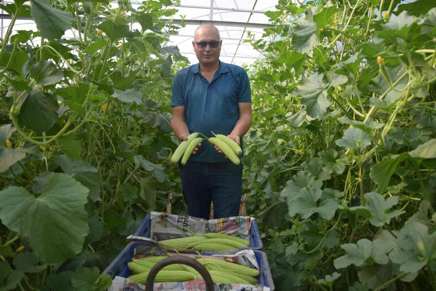 Antalya’da Üretilip Kilosu 30 Tl’den Almanya’ya Gidiyor