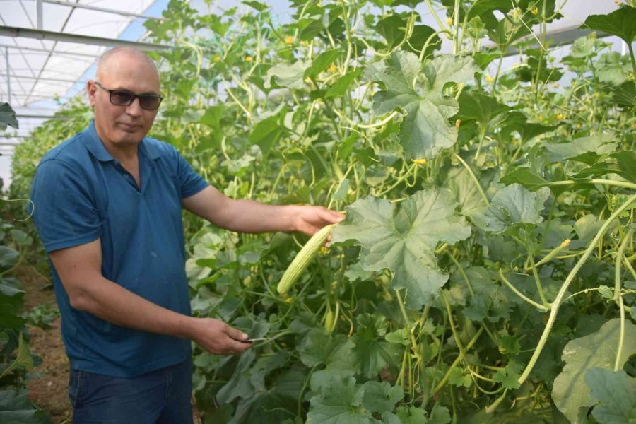 Antalya’da Üretilip Kilosu 30 Tl’den Almanya’ya Gidiyor