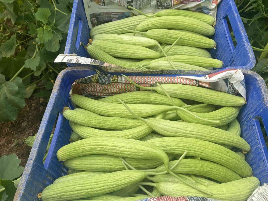 Antalya’da Üretilip Kilosu 30 Tl’den Almanya’ya Gidiyor