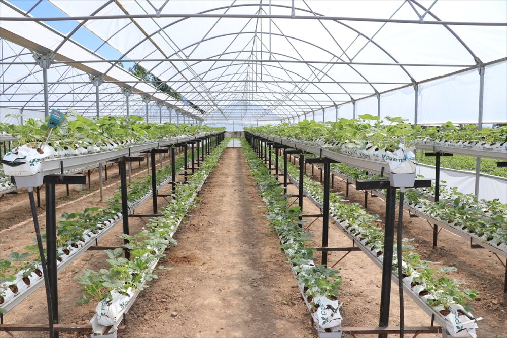 Niğde'de Hibe Desteğiyle Kurulan İlk Topraksız Serada Hasat Hazırlığı