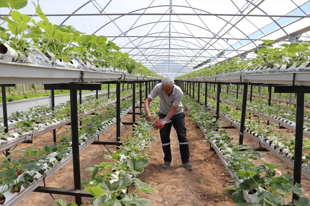 Niğde'de Hibe Desteğiyle Kurulan İlk Topraksız Serada Hasat Hazırlığı