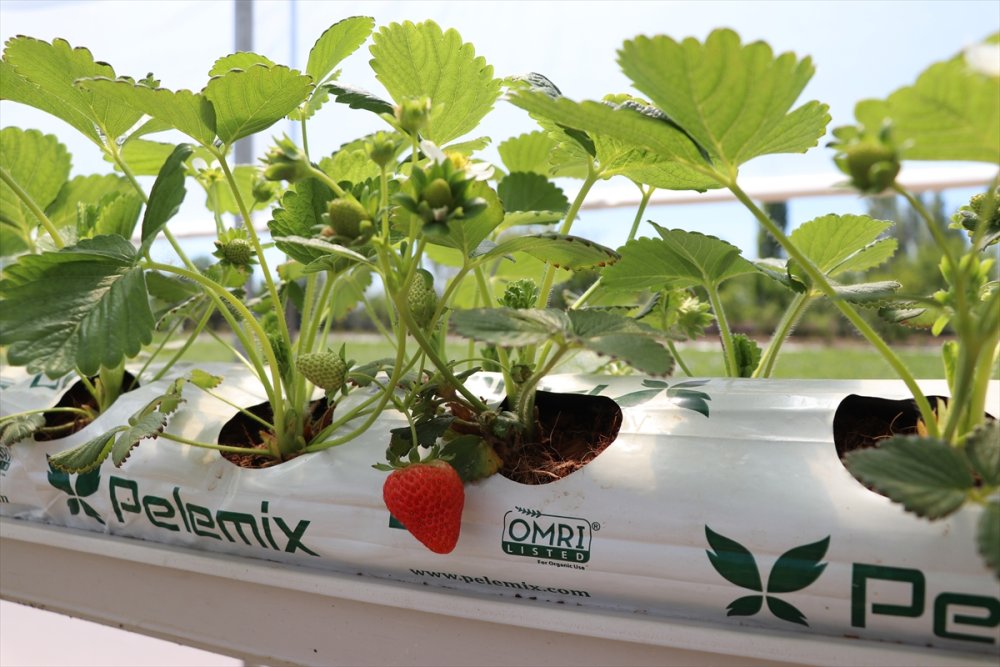 Niğde'de Hibe Desteğiyle Kurulan İlk Topraksız Serada Hasat Hazırlığı