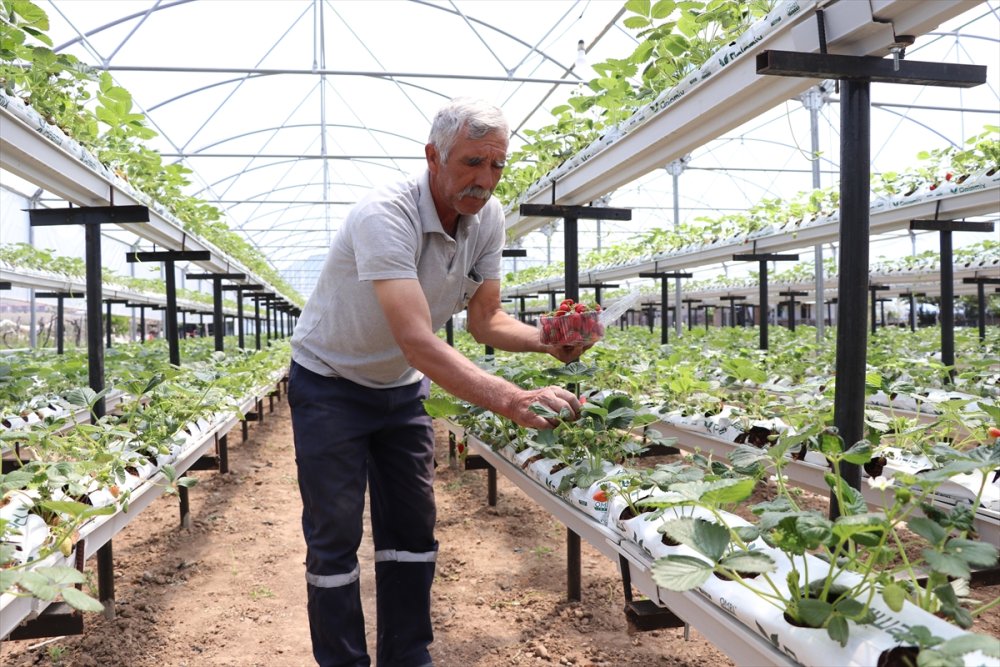 Niğde'de Hibe Desteğiyle Kurulan İlk Topraksız Serada Hasat Hazırlığı