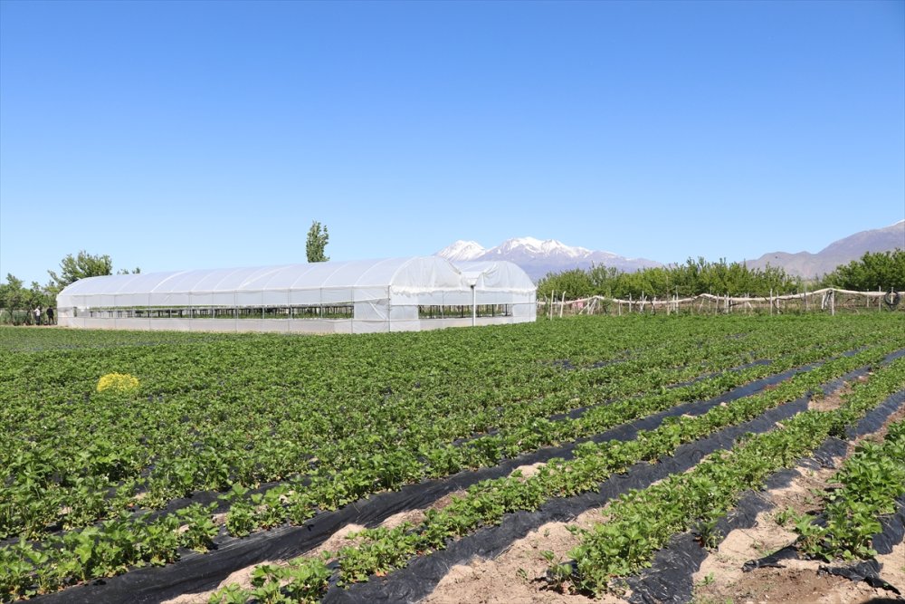 Niğde'de Hibe Desteğiyle Kurulan İlk Topraksız Serada Hasat Hazırlığı