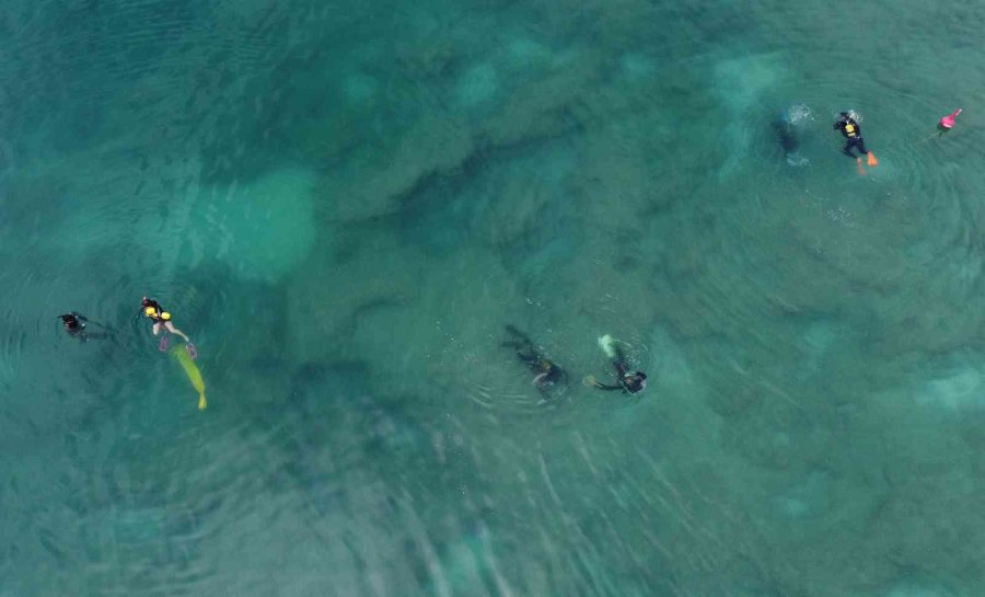 Akdeniz’de Dikenli Zehirli İstilacı Deniz Kestanesi Tehlikesi