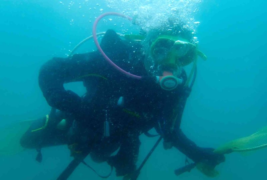 Akdeniz’de Dikenli Zehirli İstilacı Deniz Kestanesi Tehlikesi