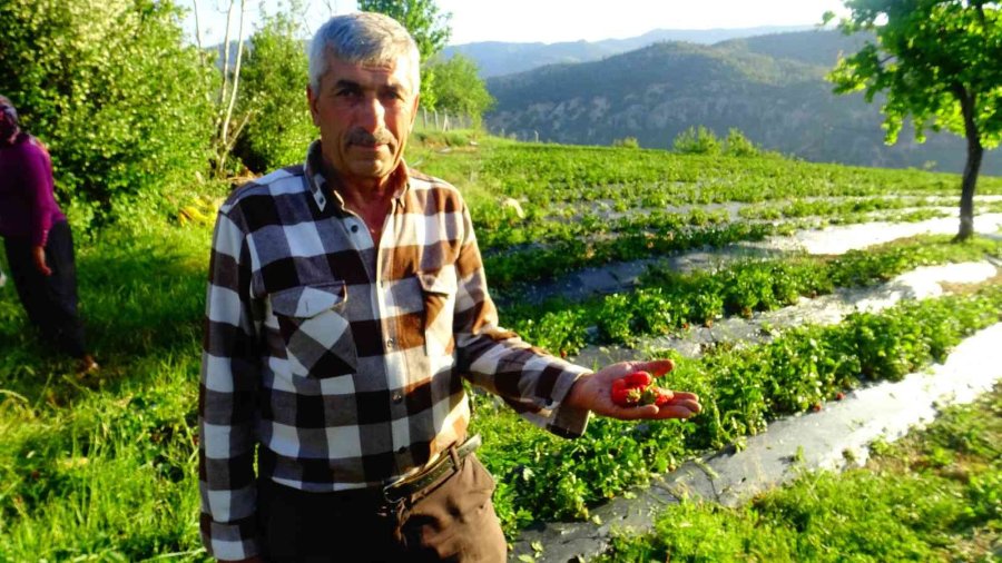 Karaman’da Dolu Yağışı Tarım Arazilerine Zarar Verdi