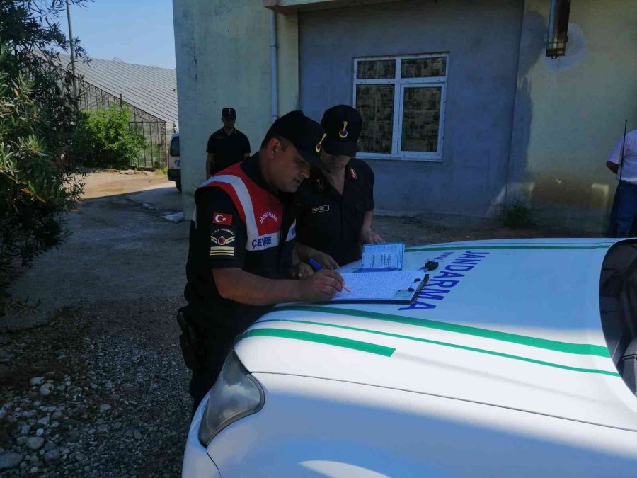 Pitbull Cinsi Köpeği Sokakta Ağızlık Ve Tasmasız Gezdiren Şahsa 14 Bin Tl Ceza