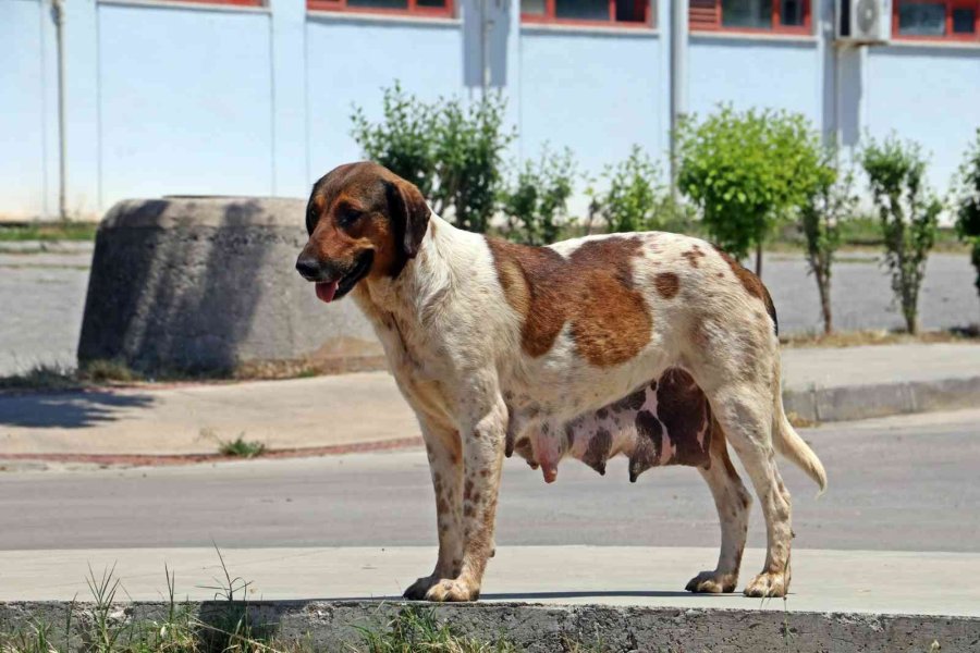 Üniversiteli Öğrenciler, Yerleşkedeki Sokak Hayvanlarını Unutmadı