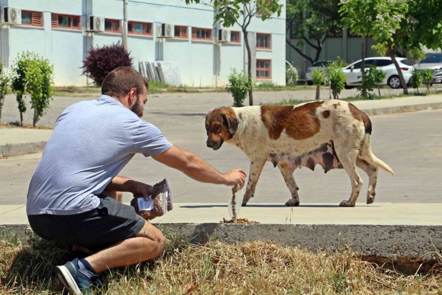 Üniversiteli Öğrenciler, Yerleşkedeki Sokak Hayvanlarını Unutmadı
