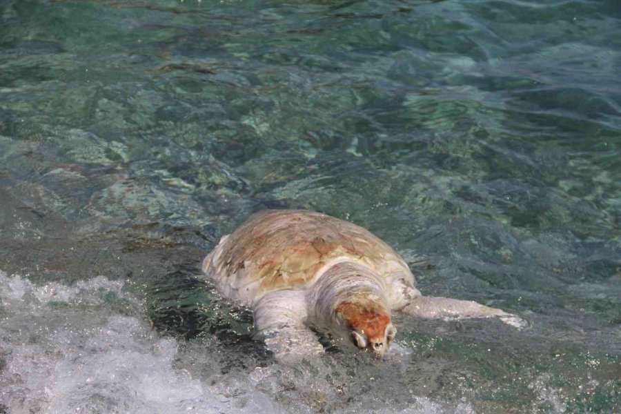Antalya’da Dünyaca Ünlü Sahile Ölü Caretta Caretta Vurdu