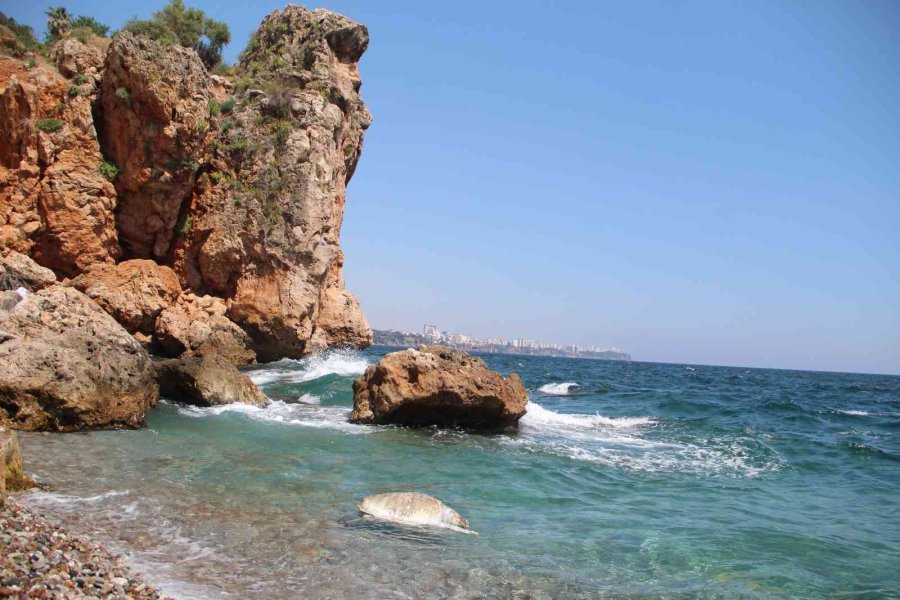 Antalya’da Dünyaca Ünlü Sahile Ölü Caretta Caretta Vurdu