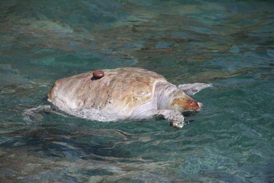 Antalya’da Dünyaca Ünlü Sahile Ölü Caretta Caretta Vurdu