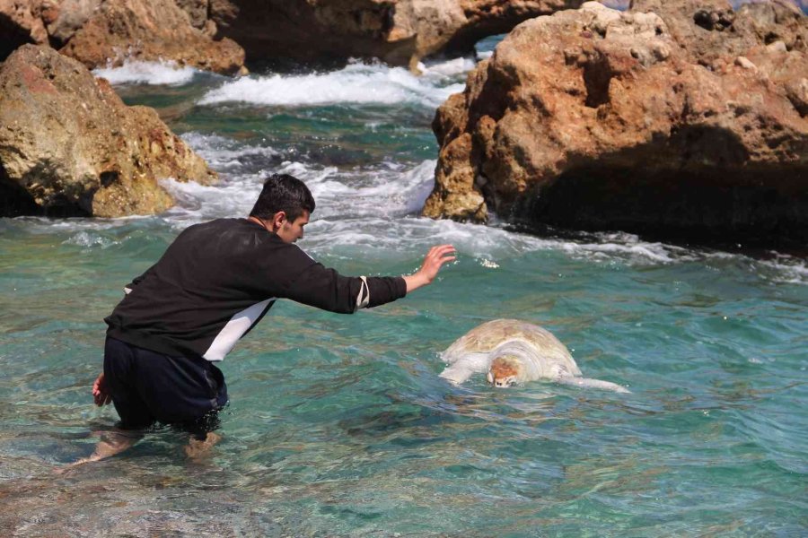 Antalya’da Dünyaca Ünlü Sahile Ölü Caretta Caretta Vurdu