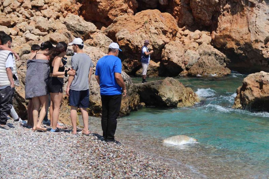 Antalya’da Dünyaca Ünlü Sahile Ölü Caretta Caretta Vurdu