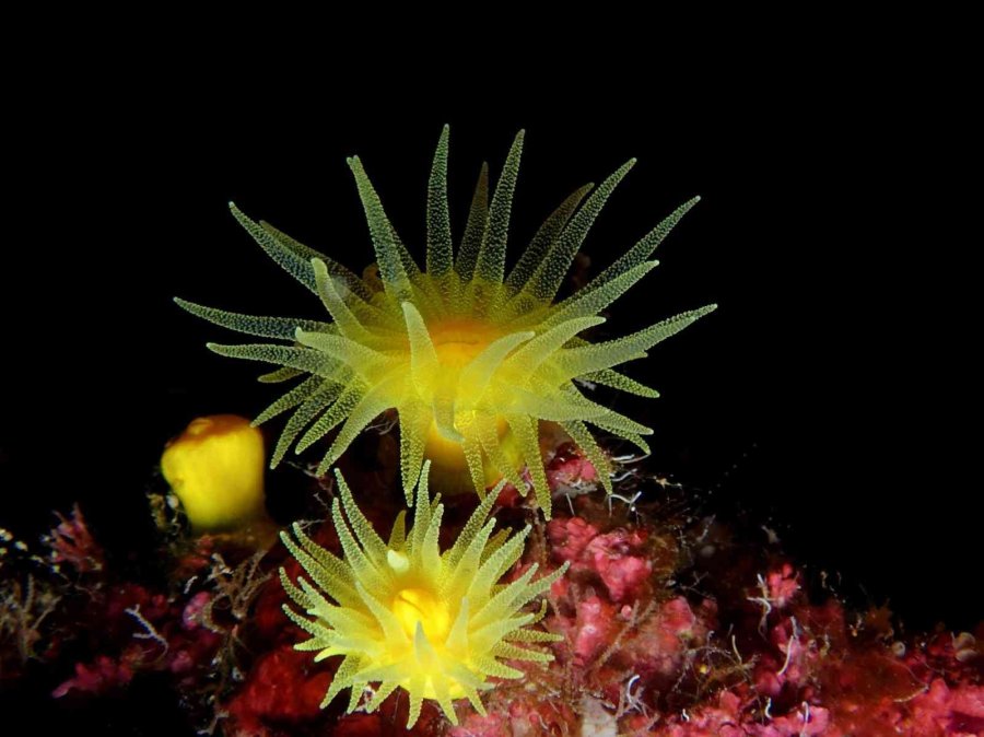 21’inci Uluslararası Kemer Sualtı Günleri Başlıyor