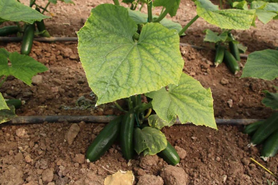 Konya’da İyi Tarım Uygulamalarının Yaygınlaştırılması Projesi Sürüyor