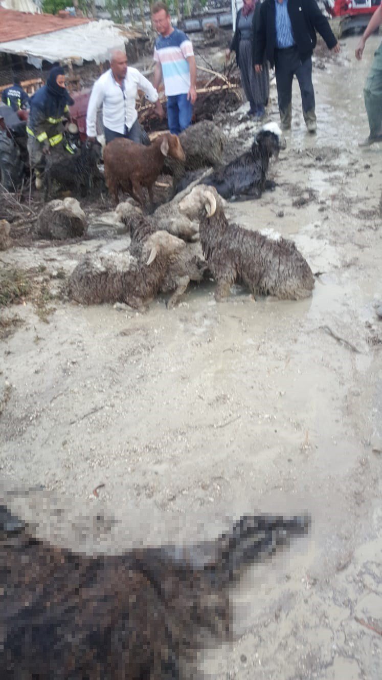 Antalya’da Selde 48 Küçükbaş Hayvan Telef Oldu